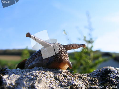 Image of snail