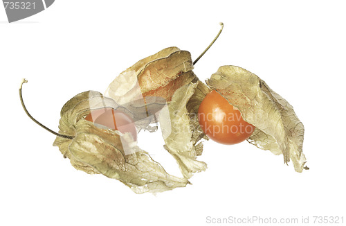 Image of Physalis