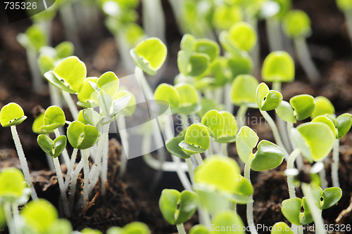 Image of Basil seedlings