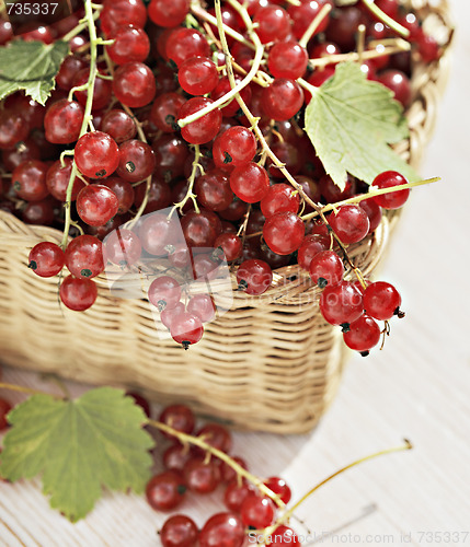 Image of Red currants