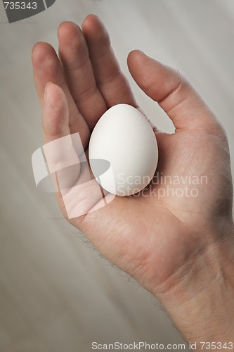 Image of Egg