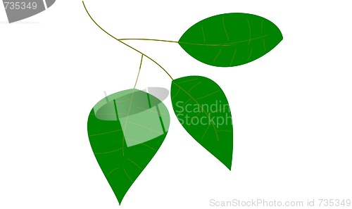 Image of leaf