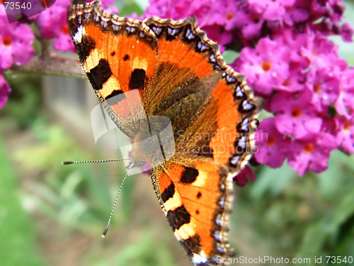 Image of red admiral