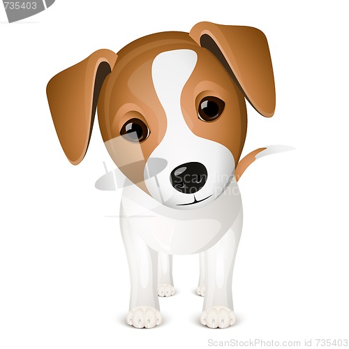 Image of Little jack russel