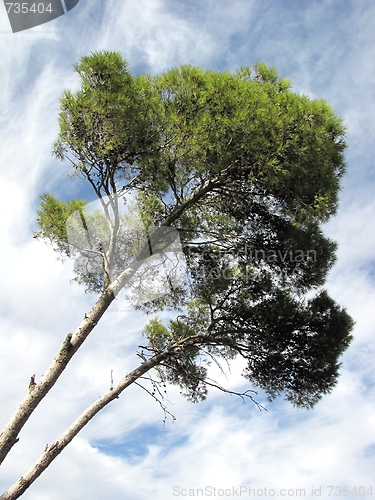 Image of pine tree
