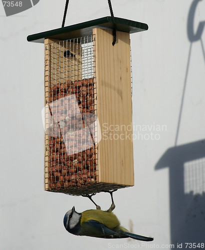 Image of Bird Feeder