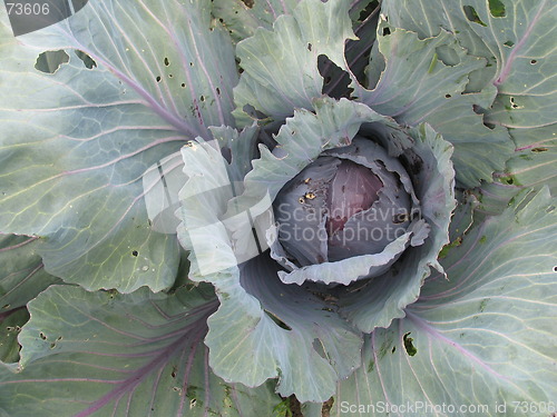 Image of Red Cabbage