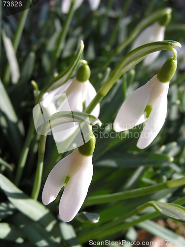 Image of snowdrops in the spring sun