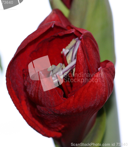 Image of flower