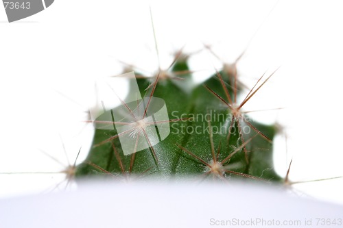 Image of cactus