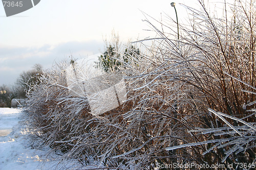 Image of winter