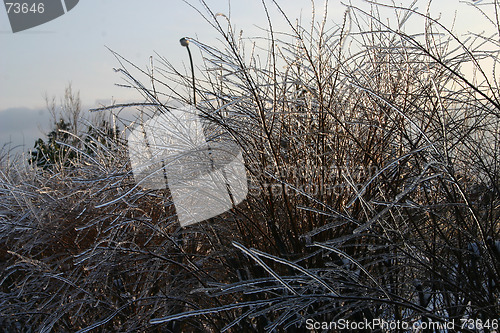 Image of winter tree