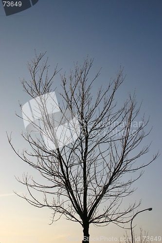 Image of winter tree