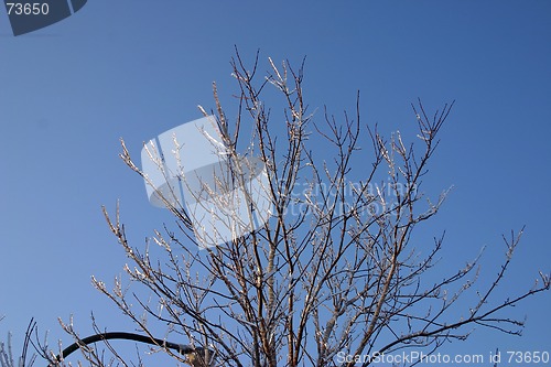 Image of winter tree