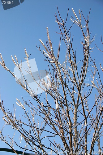 Image of winter tree