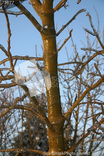 Image of winter tree