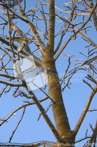 Image of winter tree