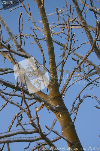 Image of winter tree