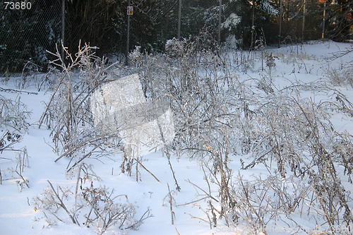 Image of winter