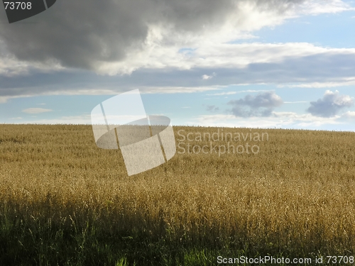 Image of Field and sky