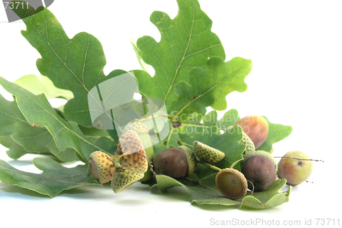 Image of acorn