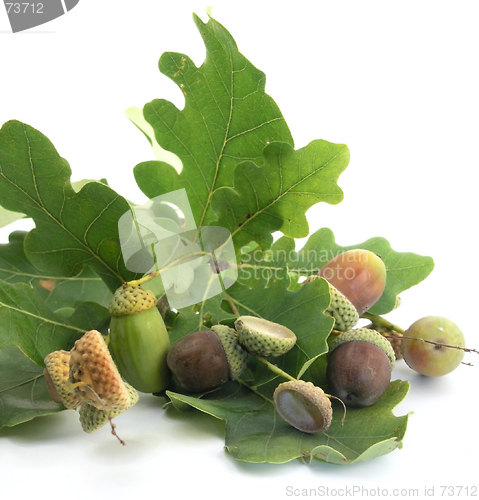 Image of acorn