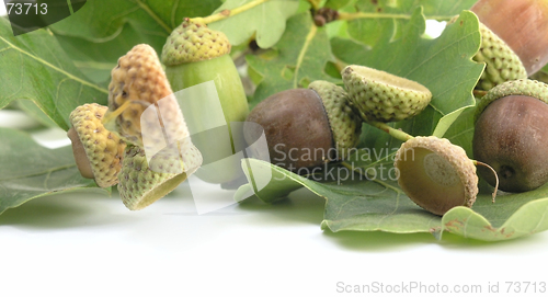 Image of acorn