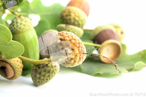 Image of acorn