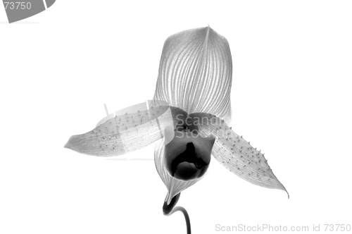 Image of Infrared Orchid