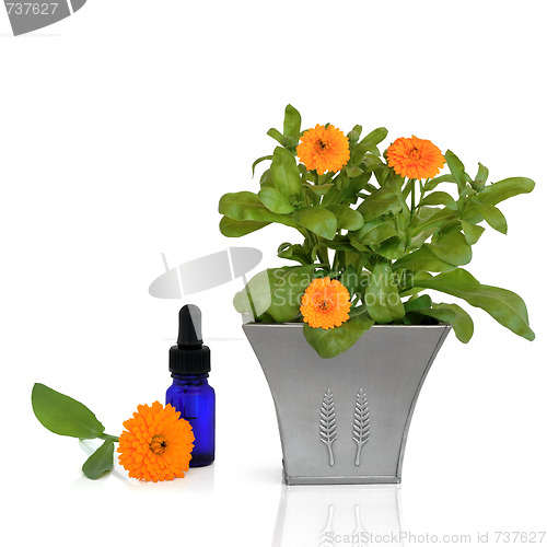Image of Marigold Essence and Flowers