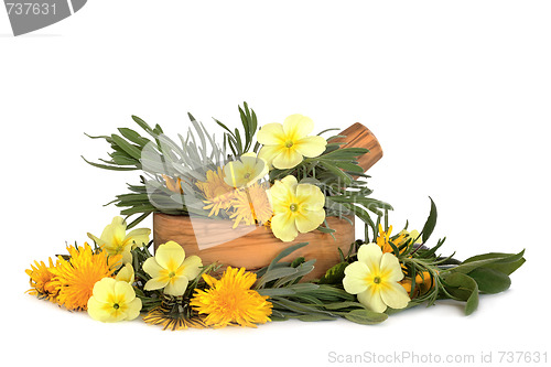 Image of  Wildflowers and Herb Leaves