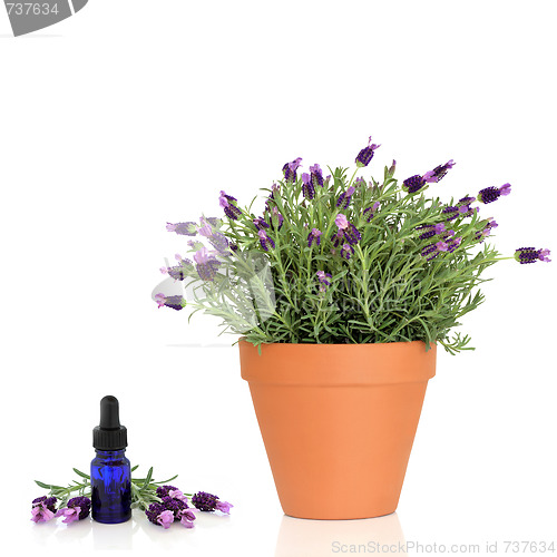 Image of Lavender Herb Plant and Essence