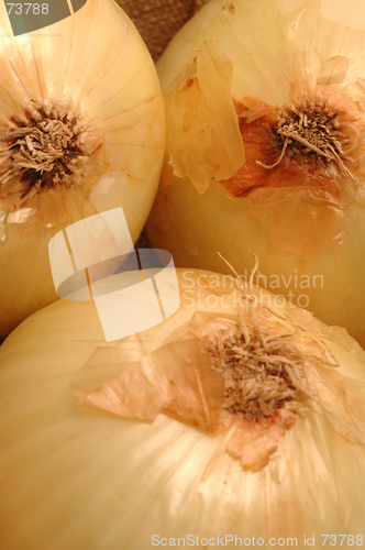 Image of vidalia onions 1