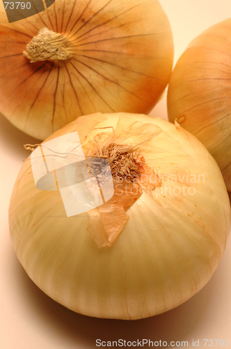 Image of vidalia onions 3