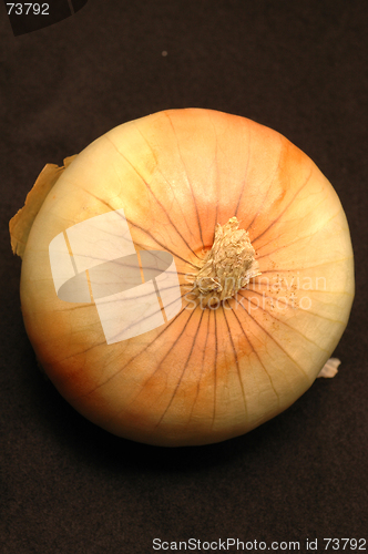 Image of vidalia onions 17