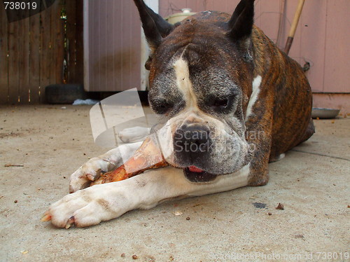 Image of Boxer Dog Chewing Bone