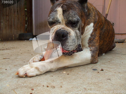 Image of Boxer Dog Chewing Bone