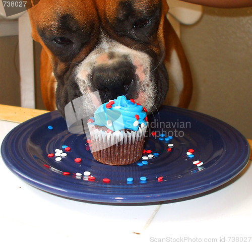 Image of Hungry Boxer Puppy