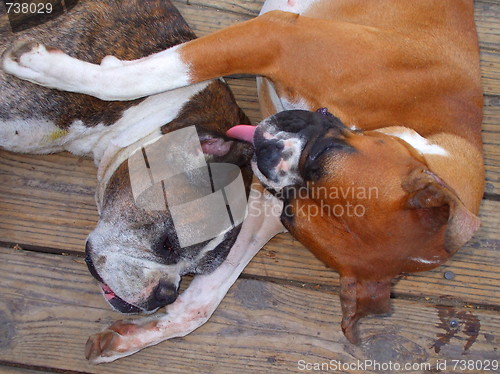Image of Boxer Dogs