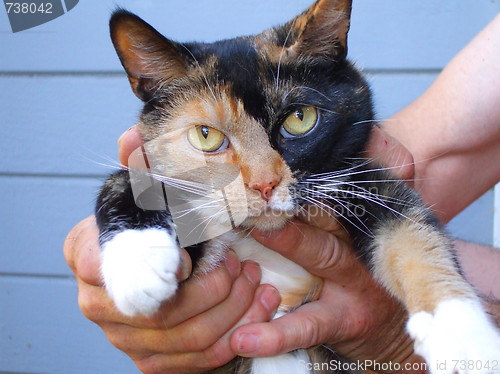 Image of Calico Cat