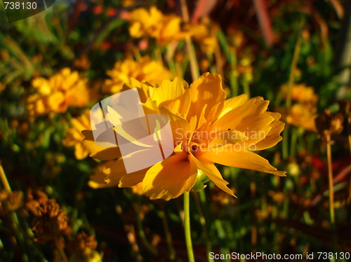 Image of Yellow Coreopsis Flower