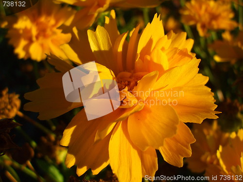 Image of Yellow Coreopsis Flower