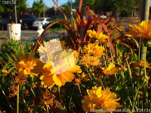 Image of Yellow Coreopsis Flower