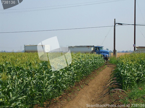 Image of Corn Plants