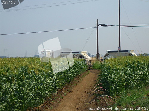 Image of Corn Plants