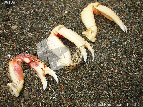 Image of Crab Pincers