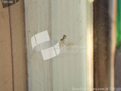 Image of Daddy Long Legs Spider