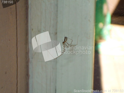 Image of Daddy Long Legs Spider