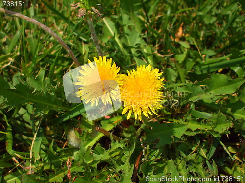 Image of Yellow Dandelion Flowers