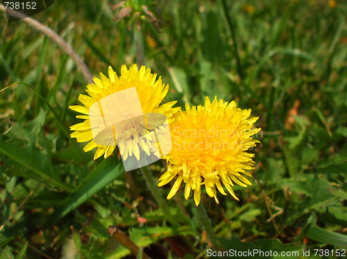 Image of Yellow Dandelion Flowers